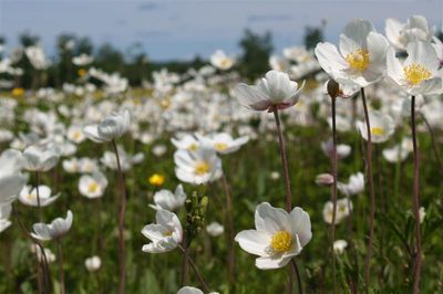 Белоснежки