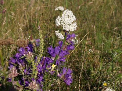 Цветы полевые