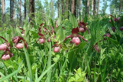 Венерин башмачок. Не оскудела ещё земля зиминская!