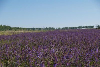 Красота полей