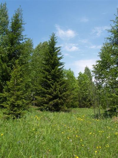 Лесная красавица