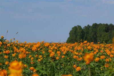 Огоньковое поле