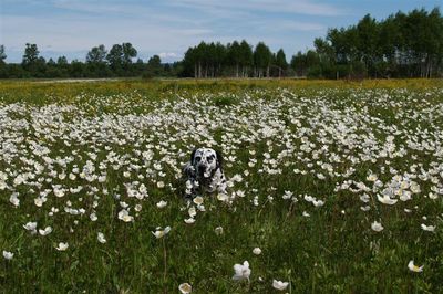 Он тоже любит цветы
