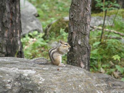 Бурундучек