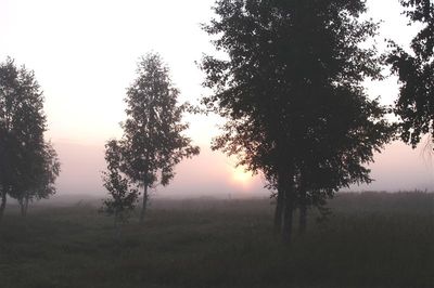 Туманное утро