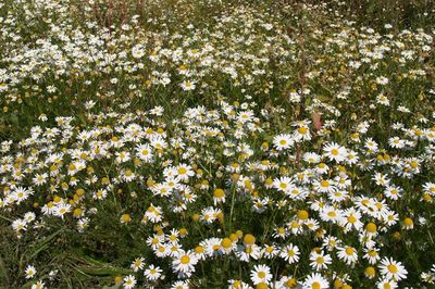 Ромашковое поле