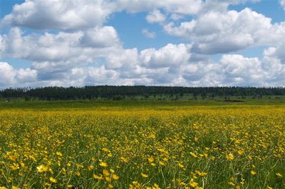 Солнечное поле