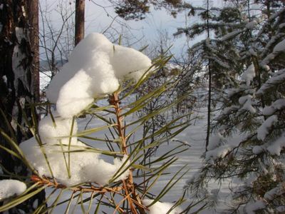 Сосенка в шапке